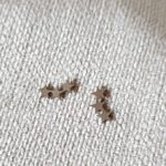 Pendientes Estrellas